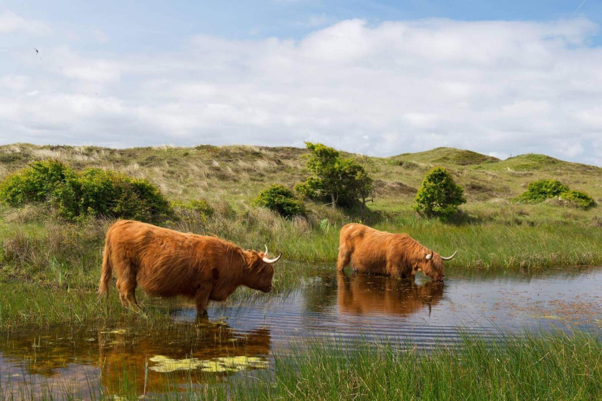 Bnb Westerduinen, De Bollekamer Bed & Breakfast De Koog  Eksteriør bilde